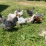 silkie chicks Image 3
