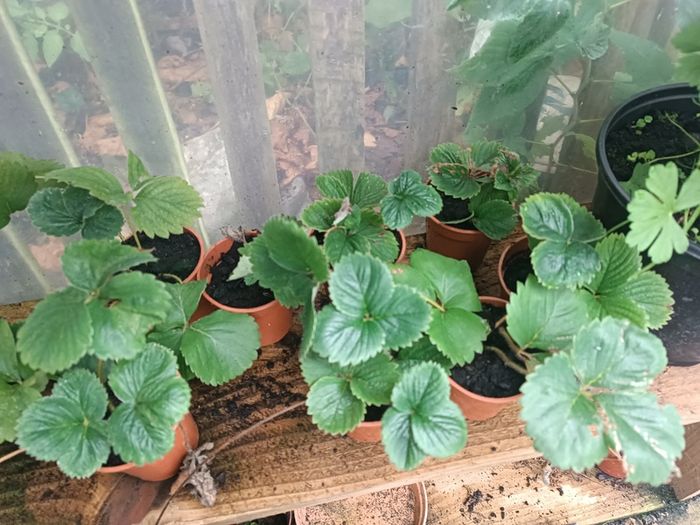 Many Strawberry Plants