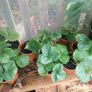 Many Strawberry Plants Image 5
