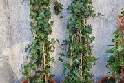 Extra large Hedera climber