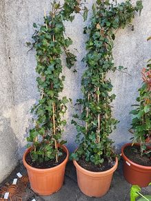 Extra large Hedera climber