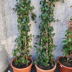 Extra large Hedera climber