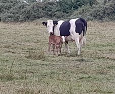 Beef Cattle