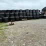 Top quality Silage and Hay Bales for sale Image 2