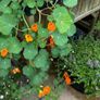 Nasturtium seedlings Image 4