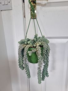 Burros tail succulent in hanging pot
