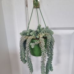 Burros tail succulent in hanging pot