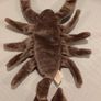 Vintage TY Beanie Babies - Stinger Image 3