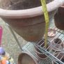 old terracotta pots Image 6