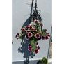 Ornate Hanging Basket Image 2