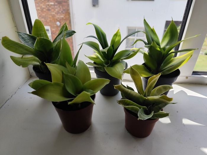5 Snake Plants