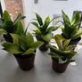 5 Snake Plants Image 2
