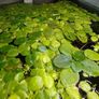 Ramshorn snails and floating plants Image 5