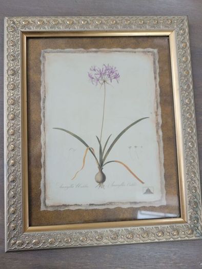 Beautiful picture of an alium