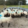 Suffolk cross hoggets (34 available) Image 6