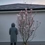 Magnolia soulangeana Image 2