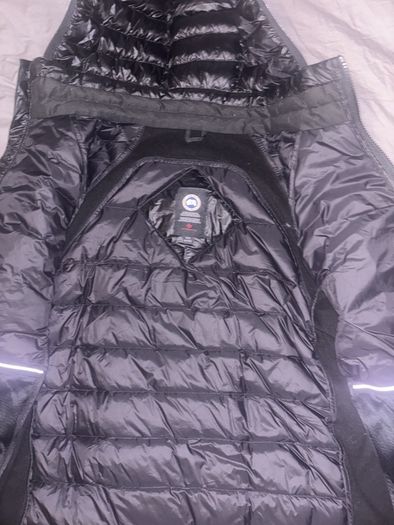 canada goose