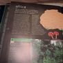 Book on Rainforests Image 6