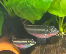 fish