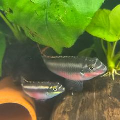 fish