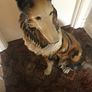 Vintage Rough Collie Dog Image 4