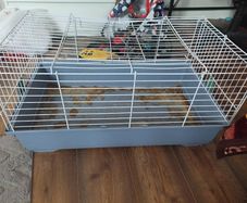 large guinea pig cage