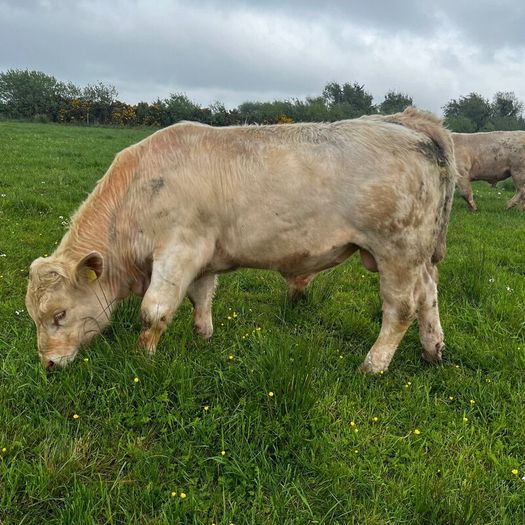3 purebred registered charlaois bulls for sale