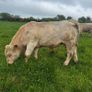3 purebred registered charlaois bulls for sale Image 8