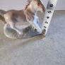 Lovely Bone China Small Horse. Image 2
