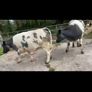 4 Belgian Blue in calf Heifers Image 10