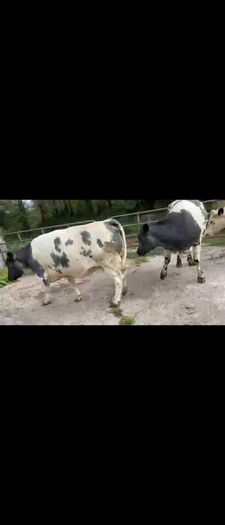 4 Belgian Blue in calf Heifers