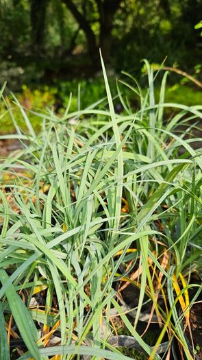 Large Plants and Shrubs