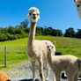 Female alpacas for sale Image 4