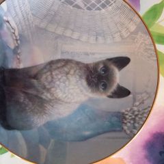 Decorative Kitten Plates