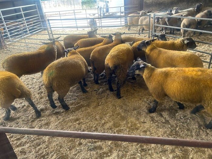 Ewe lambs
