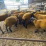 Ewe lambs Image 6