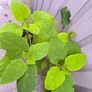 garden plants Image 2