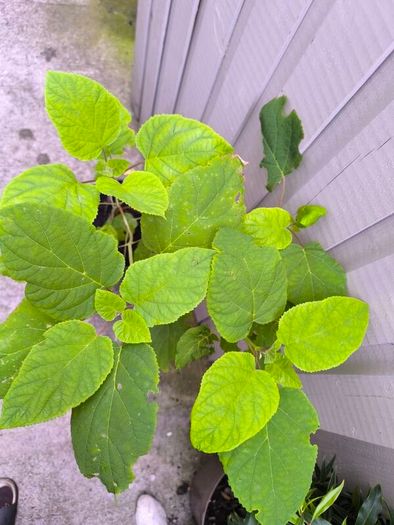 garden plants