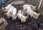 Weaner piglets