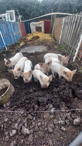 Weaner piglets