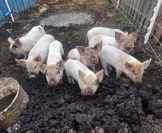Weaner piglets