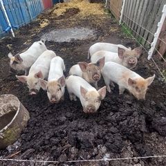 Weaner piglets