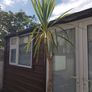 Palm Tree Image 4