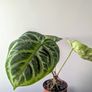 Anthurium Crystallinum Plant Image 4