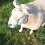 PB  Texel  Ram Image 4