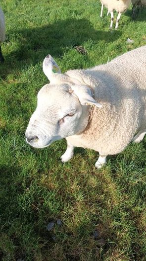 PB  Texel  Ram