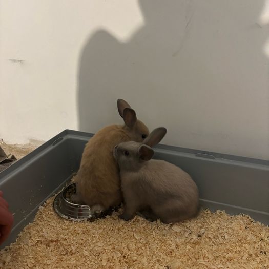 Dwarf Bunnies