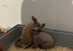 Dwarf Bunnies