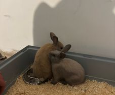 Dwarf Bunnies