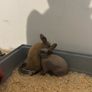 Dwarf Bunnies Image 3
